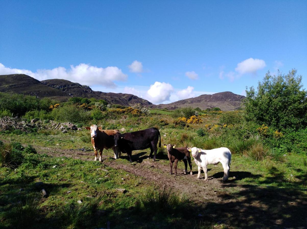 Madra Rua Organic Accommodation Ballyliffin Eksteriør billede