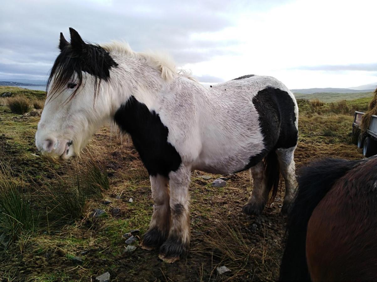 Madra Rua Organic Accommodation Ballyliffin Eksteriør billede