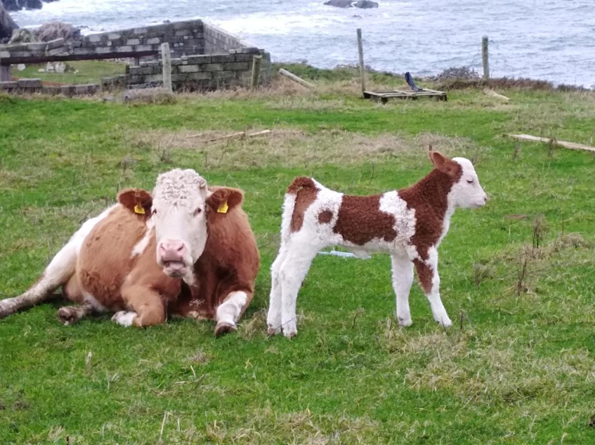 Madra Rua Organic Accommodation Ballyliffin Eksteriør billede