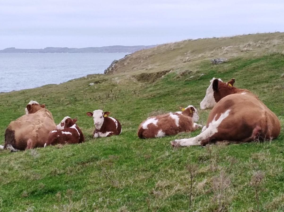 Madra Rua Organic Accommodation Ballyliffin Eksteriør billede
